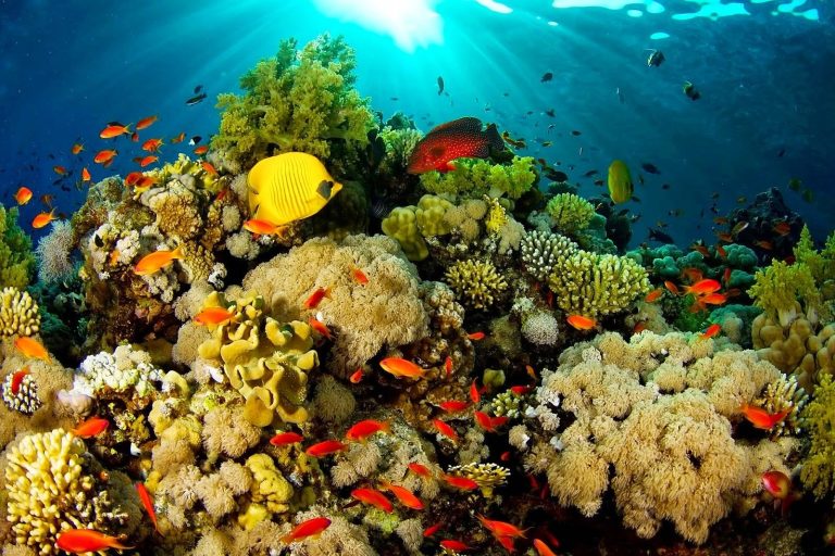 Sulawesi Utara Safarfriendly