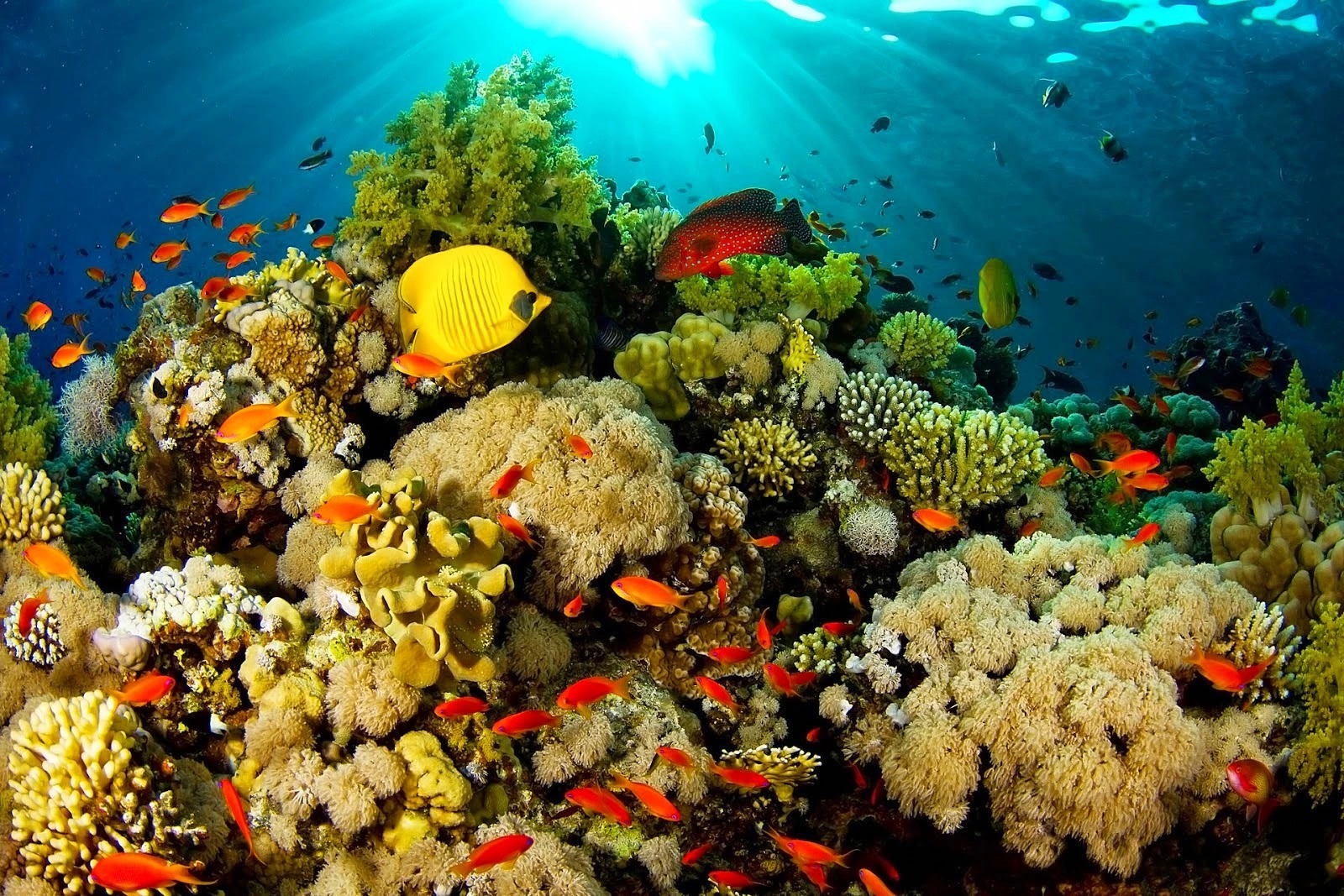 Sulawesi Utara Safarfriendly